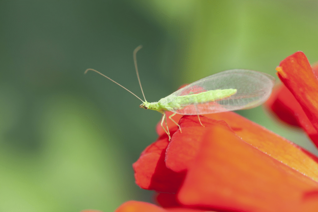 image 1014