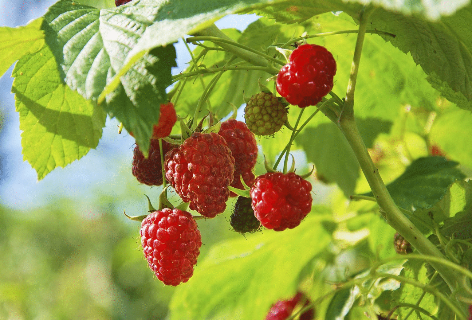 How to Grow and Care Thimbleberry in Garden, Pot & outdoors from Seed ...