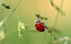 ladybug 1480102 1280 1080x675 1