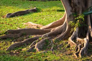 Grass Won’t Grow Under Your Trees