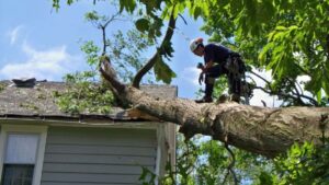tree remova 1030x579 1