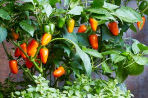 How to Grow paprika in Garden, Pot & Indoors from Seed