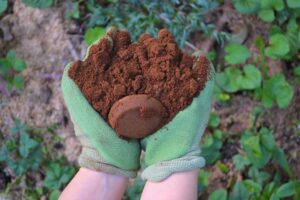 Coffee Grounds in Garden
