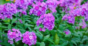 How to Grow Garden Phlox FB