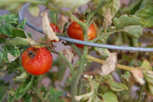 Over watered tomato plant