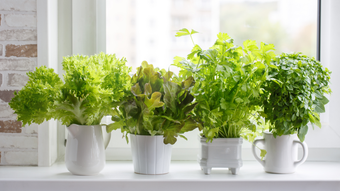 Indoor Herb Garden Image 1 1160x653 1