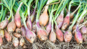 How to Grow shallot in Garden, Pot & Indoors from Seed