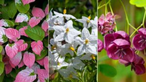 Fast-Growing Vines to Transform Your Landscape