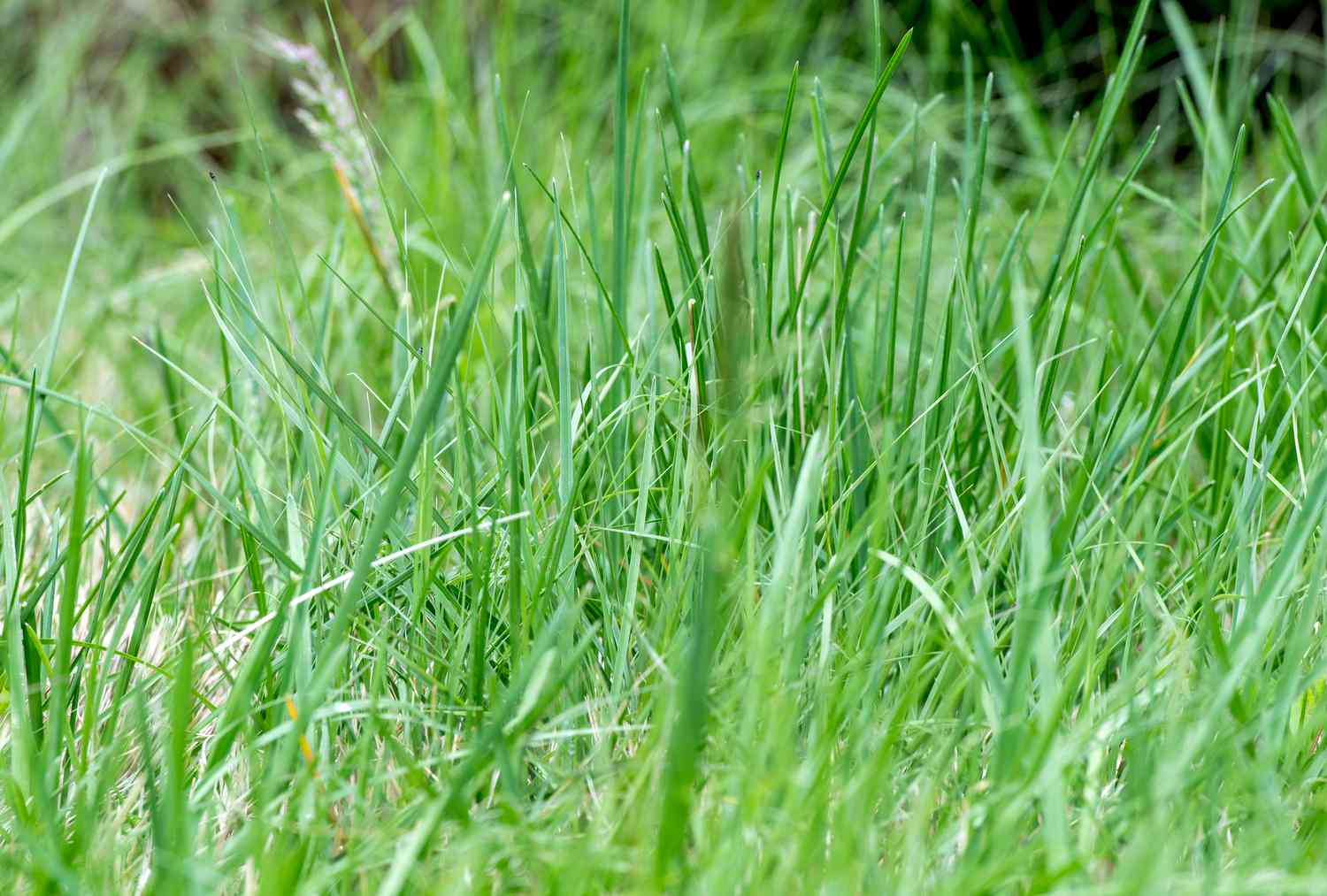 SPR buffalo grass 7105718 04 c6bc01437b5c41c6b901d8ed47af8fe4