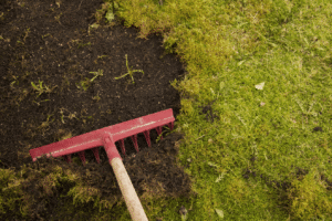 How to Get Rid of Moss in Your Lawn