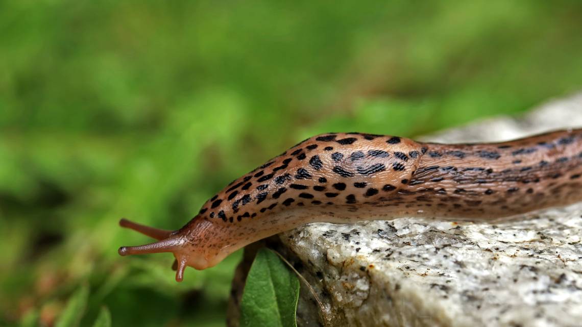 The Great Gray Garden Slug
