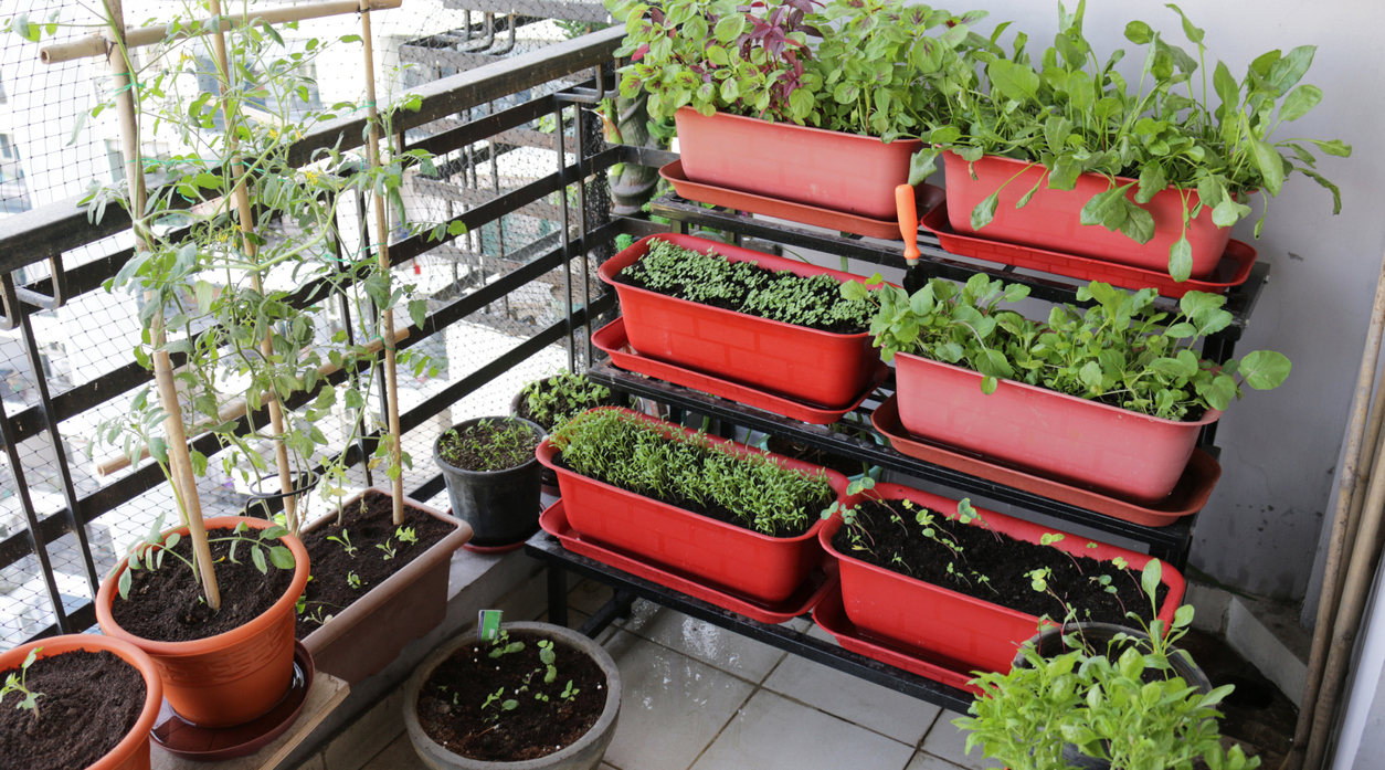 balcony garden iStock 1208776866
