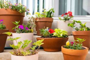 container gardening for beginners