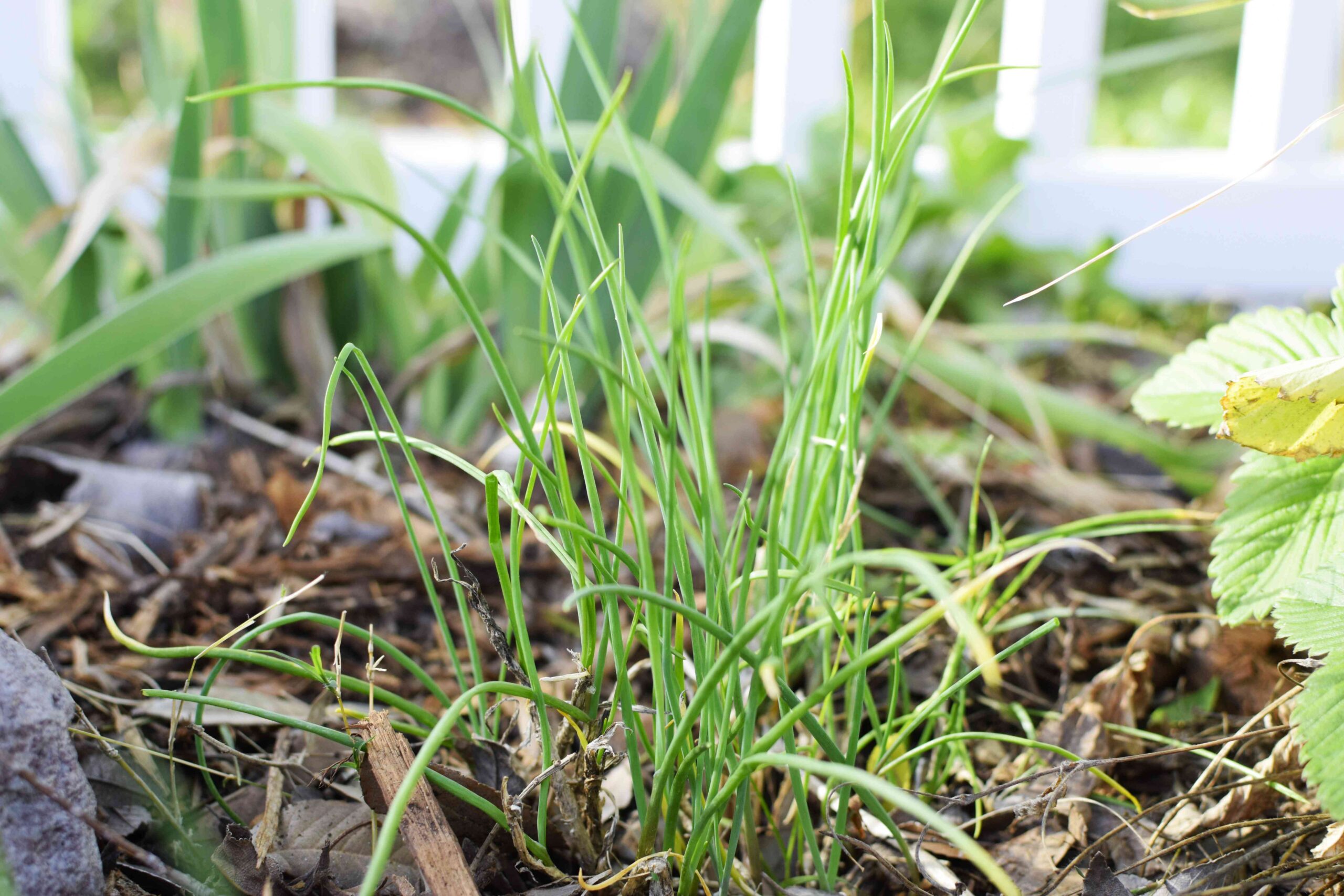 chives plant care growinb3a7dd scaled