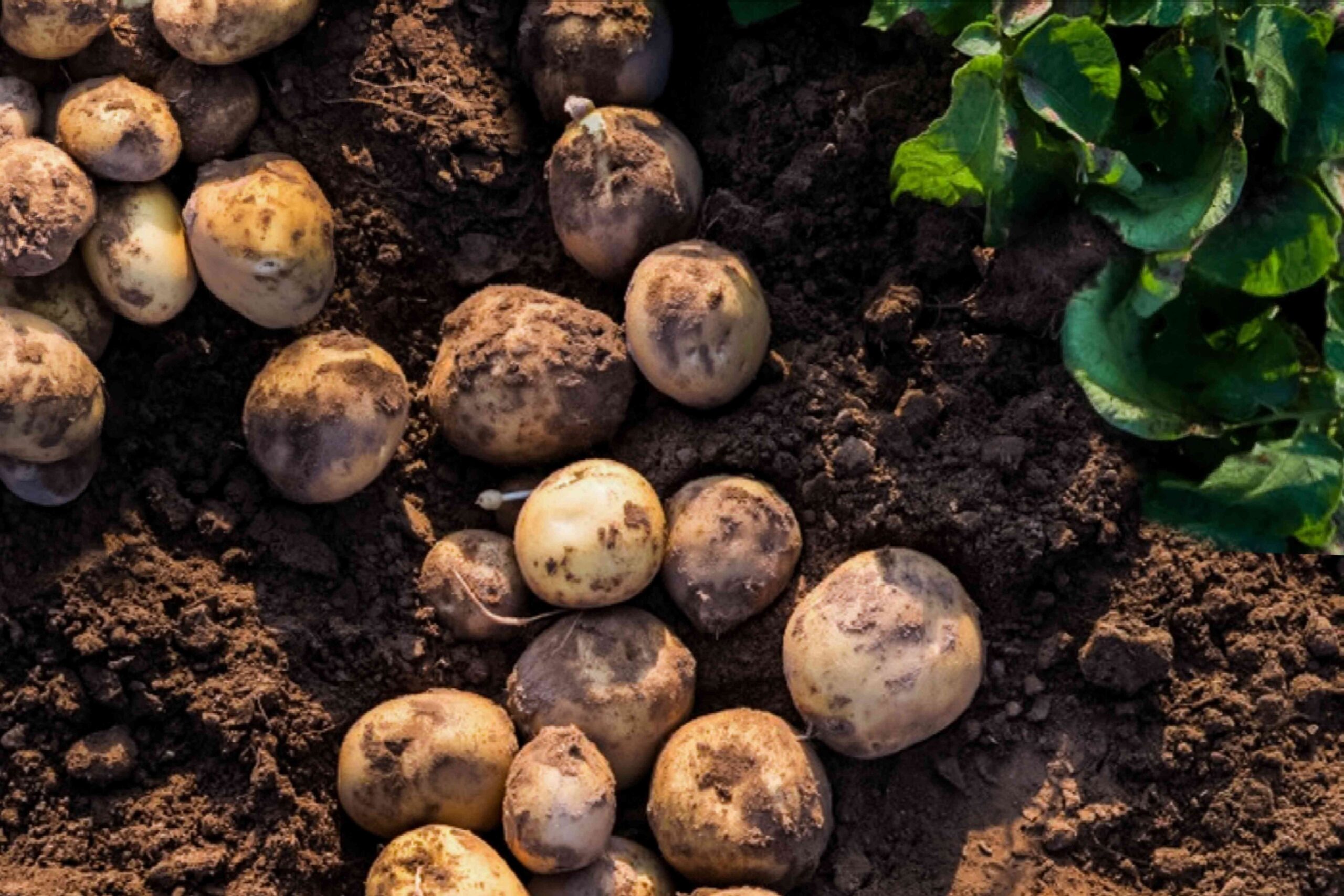 companion plants for potatoes 2540039 39 b914a08a9e1d4cdf8646325916e8d356 scaled