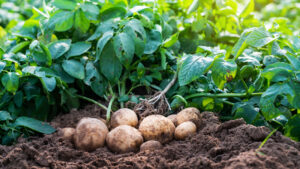 What to plant with potatoes