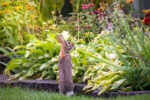 How to Keep Rabbits Out of Garden