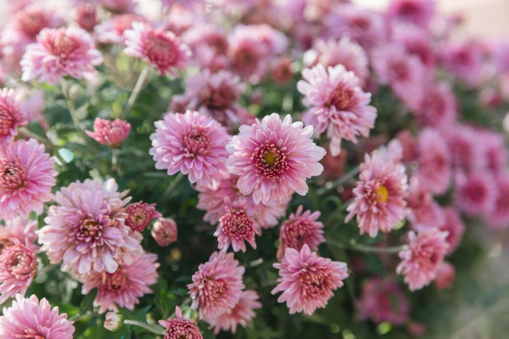 growing hardy mums 1402850 04 d7ae349ebc754d9e89ef78520aa64ac6