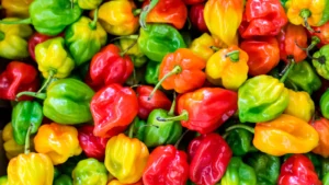 How to Grow habanero in Garden, Pot & Indoors from Seed
