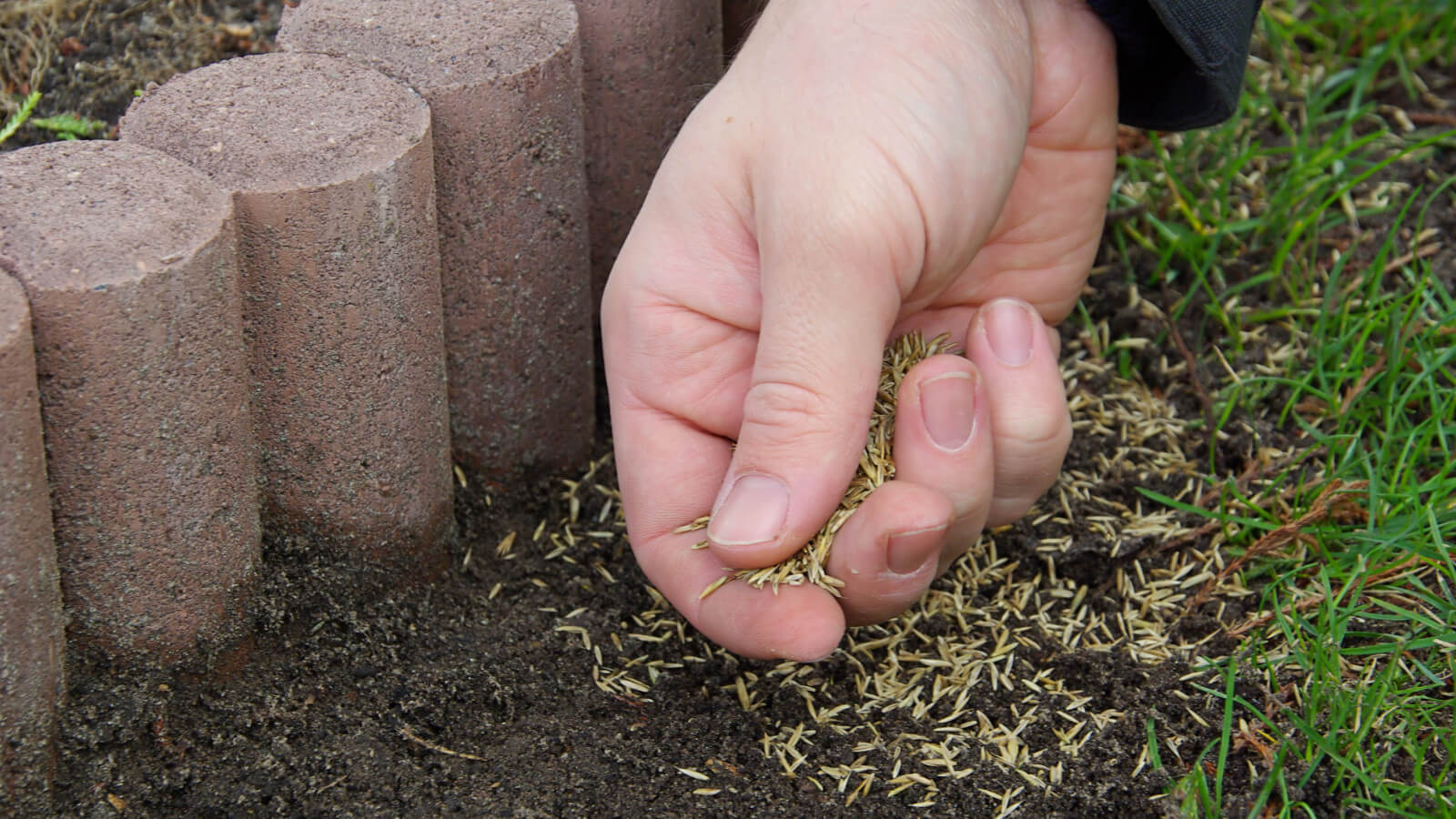 how much grass seed do you need img