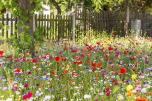 Wildflower Garden