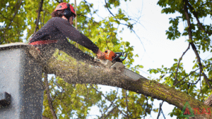 How to find best tree removal companies in my area?