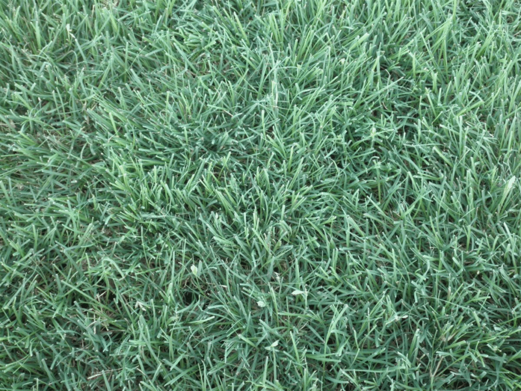 image 184