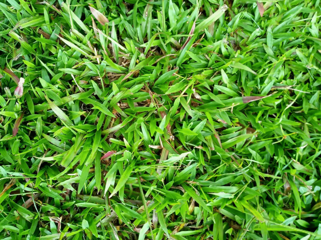 image 185