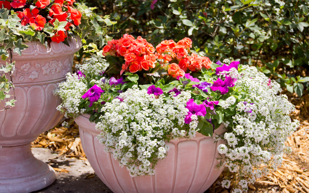 container gardening for beginners - Treeier