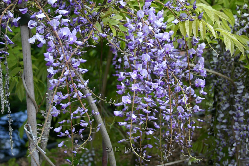 image 76
