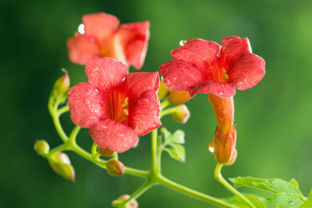 image 77
