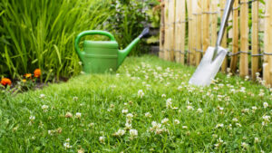 Transform Your Yard with a Beautiful Clover Lawn