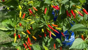 How to Grow tabasco pepper in Garden, Pot & Indoors from Seed