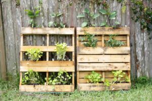 plants