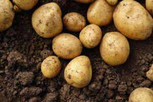 Potato companion plants